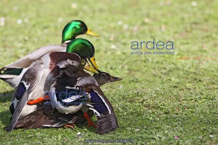 : Mallard - males mating with female : Mallard - males mating with female