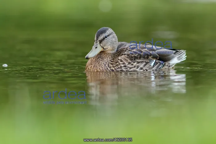 : Mallard on marsh Scotland, United Kingdom : Mallard on marsh Scotland, United Kingdom