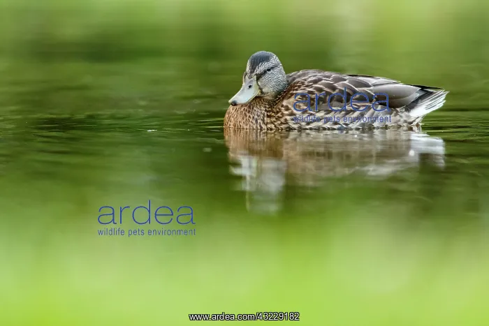 : Mallard on marsh Scotland, United Kingdom : Mallard on marsh Scotland, United Kingdom
