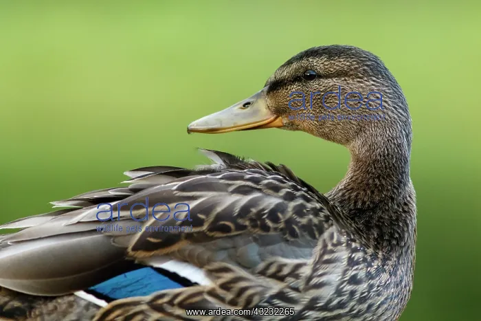  : Mallard on marsh Scotland, United Kingdom