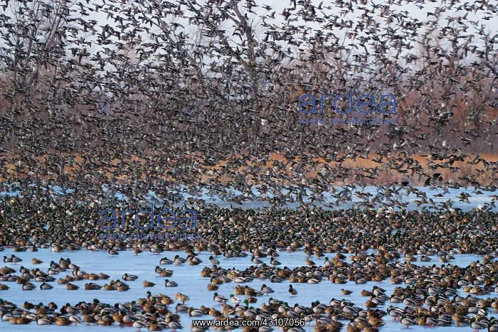 : Mallard Migration : Mallard Migration