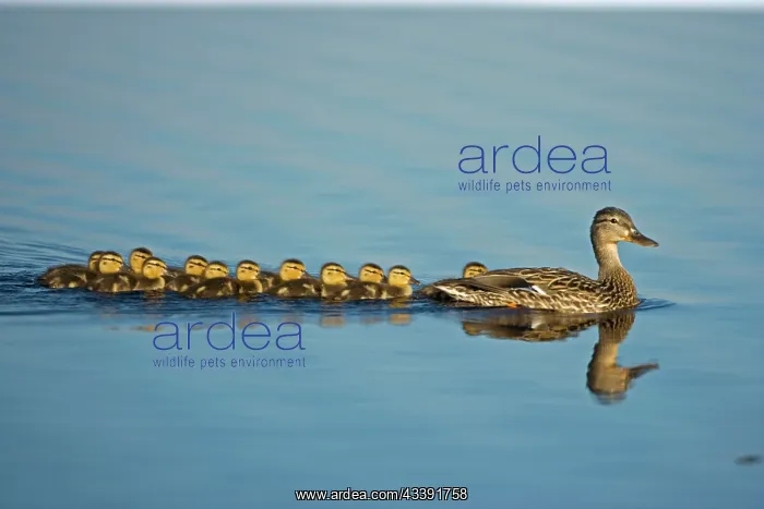 : Mallard - Mother and Young Swimming : Mallard - Mother and Young Swimming