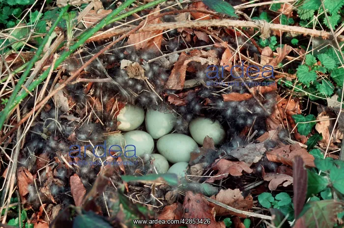 : Mallard nest with eggs and down : Mallard nest with eggs and down