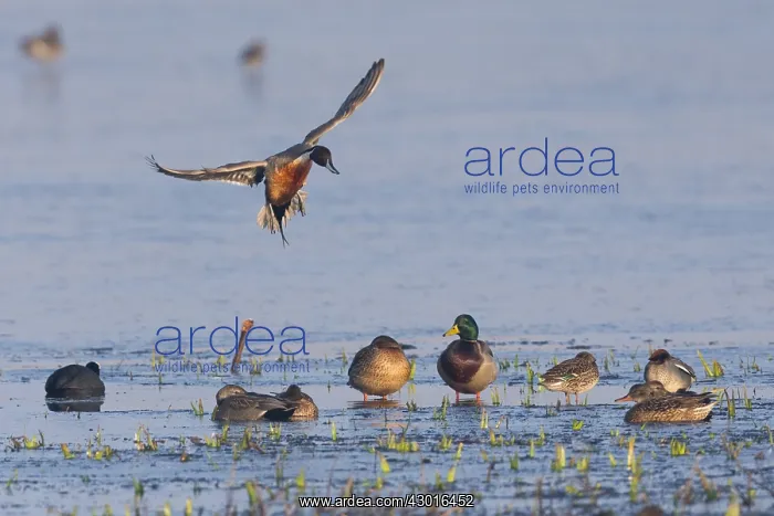  : Mallard and Northern Pintail (Anas acuta) - Pintail