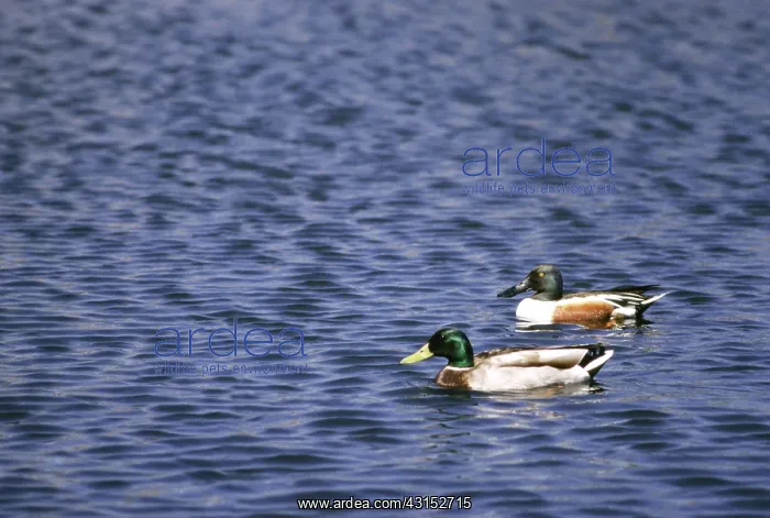 : Mallard and Northern Shoveler swimming : Mallard and Northern Shoveler swimming