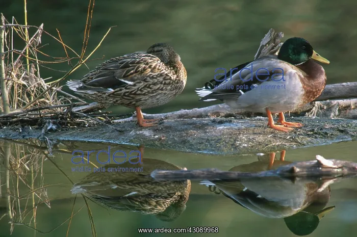 : Mallard Pair : Mallard Pair