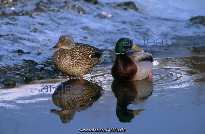 : Mallard Pair : Mallard Pair