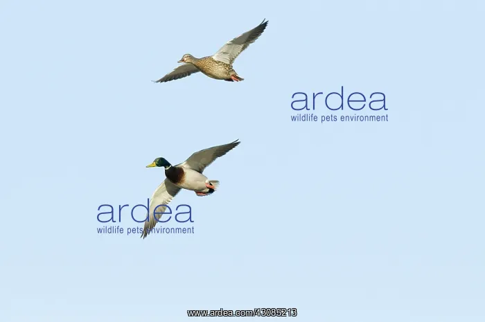 : Mallard pair in flight : Mallard pair in flight