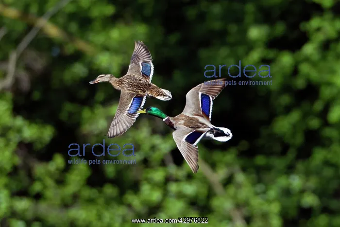 : Mallard - pair in flight - showing wing speculum feathers : Mallard - pair in flight - showing wing speculum feathers