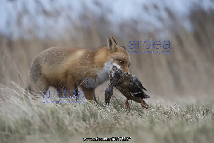 : With mallard... Red fox (Vulpes vulpes) : With mallard... Red fox (Vulpes vulpes)