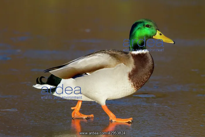 : Mallard - Single adult drake on ice covered lake : Mallard - Single adult drake on ice covered lake