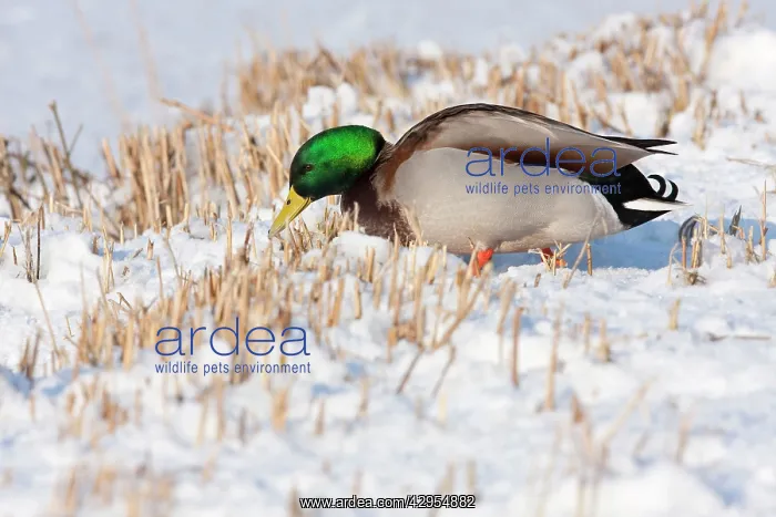 : Mallard - Single adult drake on trying to feed : Mallard - Single adult drake on trying to feed