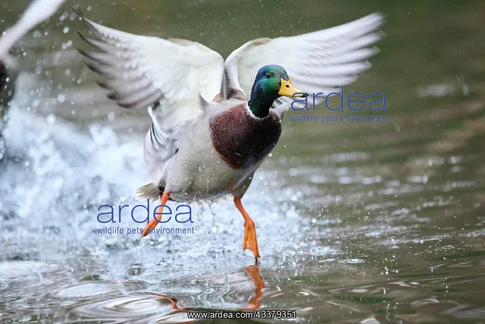 : Mallard or Wild duck (Anas platyrhynchos) male flying : Mallard or Wild duck (Anas platyrhynchos) male flying