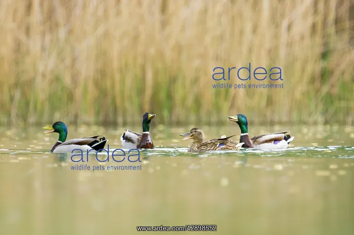 : Mallards - 3 males wooing a female : Mallards - 3 males wooing a female