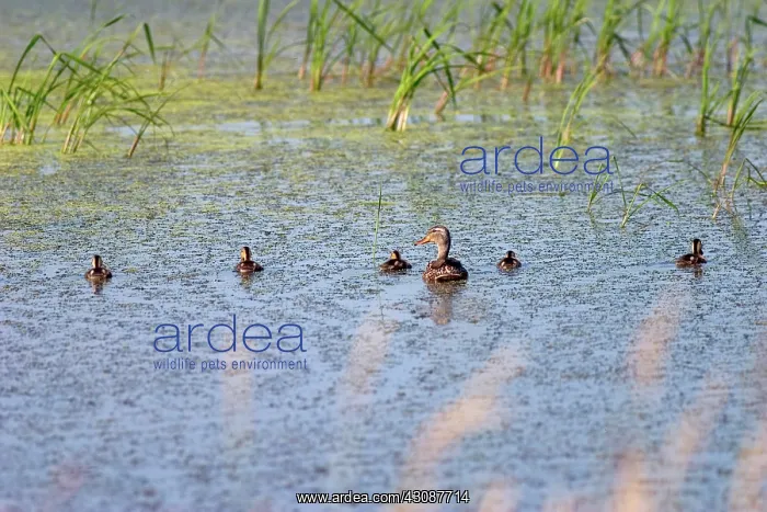 : Mallards. Mallard, (Anas platyrhynchos), hen and her brood of ducklings : Mallards. Mallard, (Anas platyrhynchos), hen and her brood of ducklings