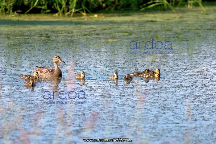 : Mallards. Mallard, (Anas platyrhynchos), hen and her brood of ducklings : Mallards. Mallard, (Anas platyrhynchos), hen and her brood of ducklings