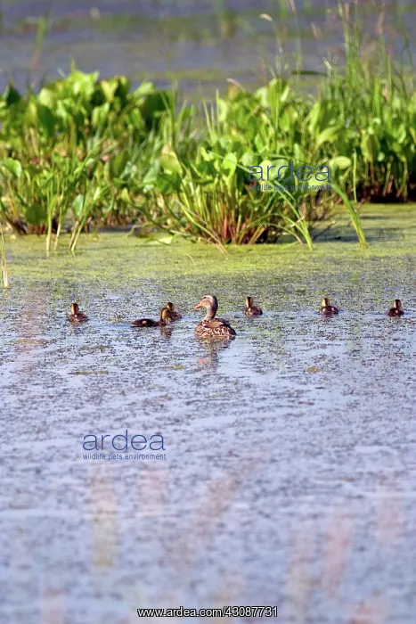 : Mallards. Mallard, (Anas platyrhynchos), hen and her brood of ducklings : Mallards. Mallard, (Anas platyrhynchos), hen and her brood of ducklings