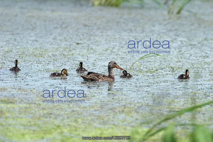 : Mallards. Mallard, (Anas platyrhynchos), hen and her brood of ducklings : Mallards. Mallard, (Anas platyrhynchos), hen and her brood of ducklings