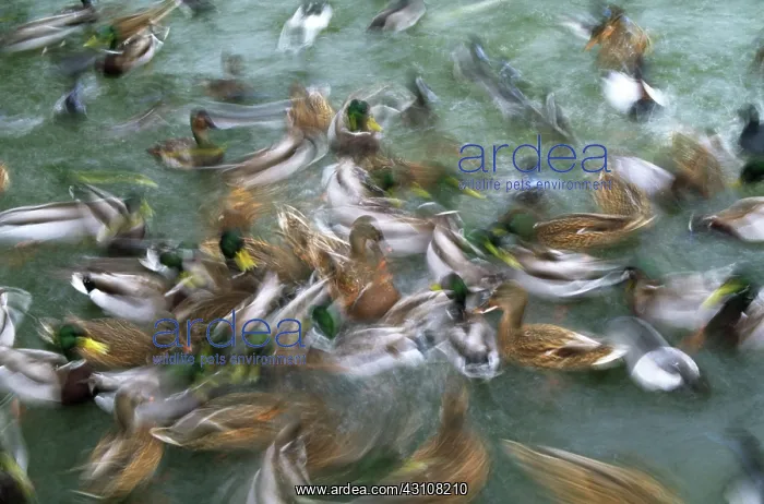 : Mallards : Mallards