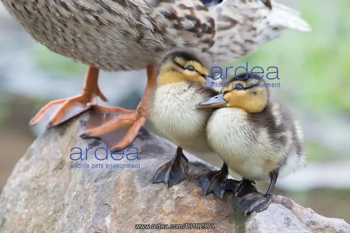 : Two mallards (Anas platyrhynchos), chicks, standing : Two mallards (Anas platyrhynchos), chicks, standing
