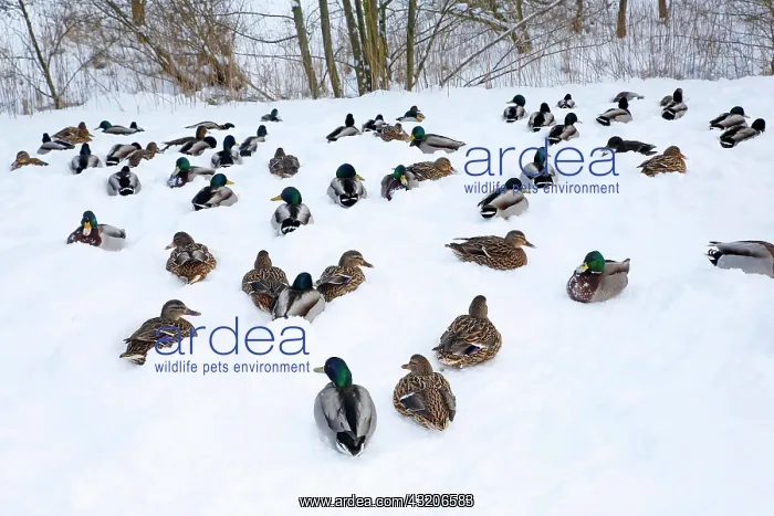  : Mallards (Anas platyrhynchos), drake and female