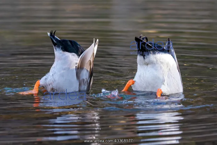 : Mallards (Anas platyrhynchos), male, head under : Mallards (Anas platyrhynchos), male, head under