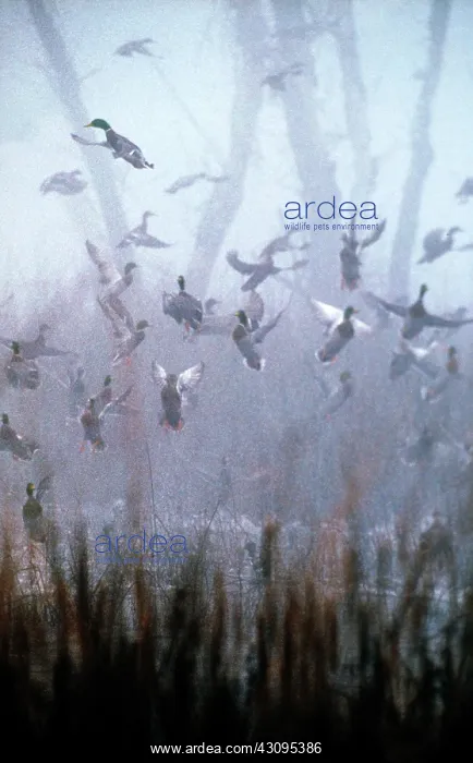  : Mallards in fog