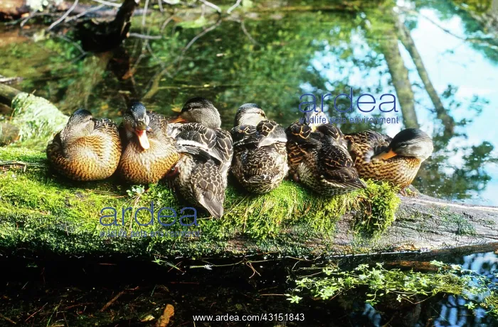  : Mallards on Log