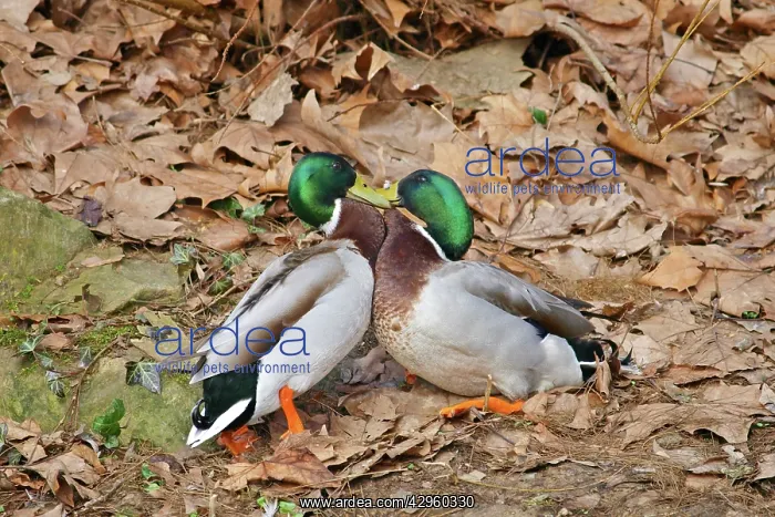 : Mallards - males fighting in mating season : Mallards - males fighting in mating season
