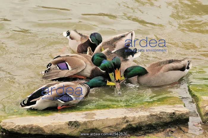 : Mallards- males trying to mate with a female duck : Mallards- males trying to mate with a female duck