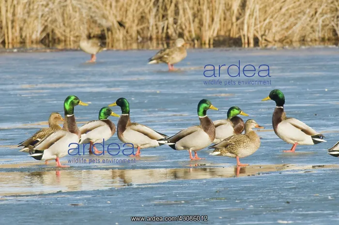 : Mallards Standing on Ice : Mallards Standing on Ice