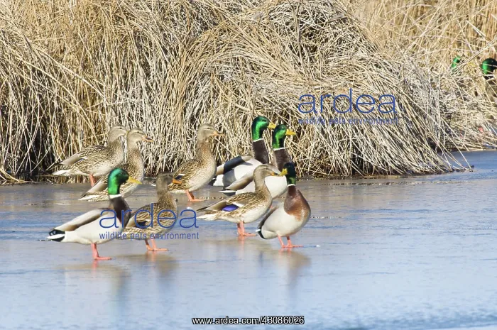: Mallards Standing on Ice : Mallards Standing on Ice