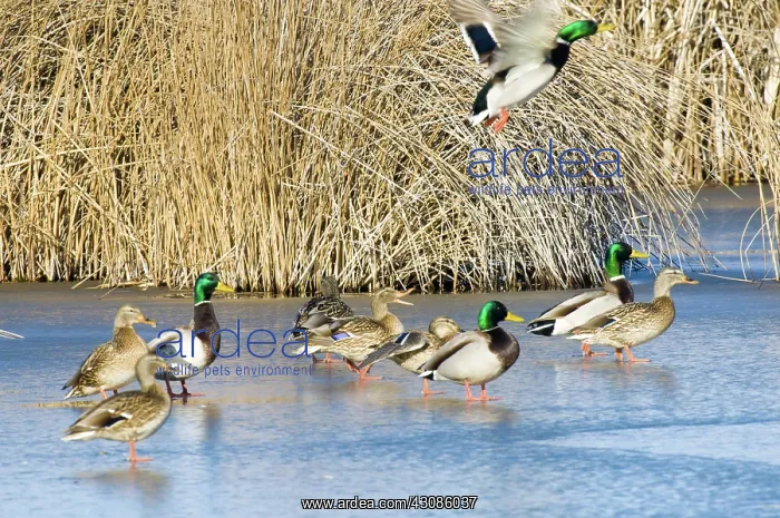 : Mallards Standing on Ice : Mallards Standing on Ice