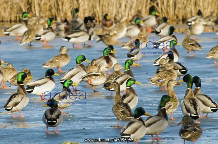 : Mallards Standing on Ice : Mallards Standing on Ice