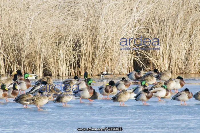 : Mallards Standing on Ice : Mallards Standing on Ice