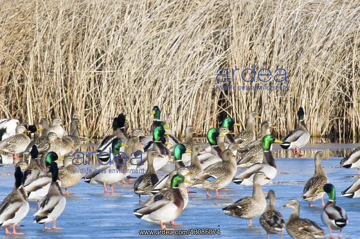 : Mallards Standing on Ice : Mallards Standing on Ice
