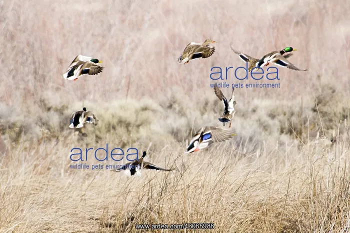 : Mallards Taking Off : Mallards Taking Off