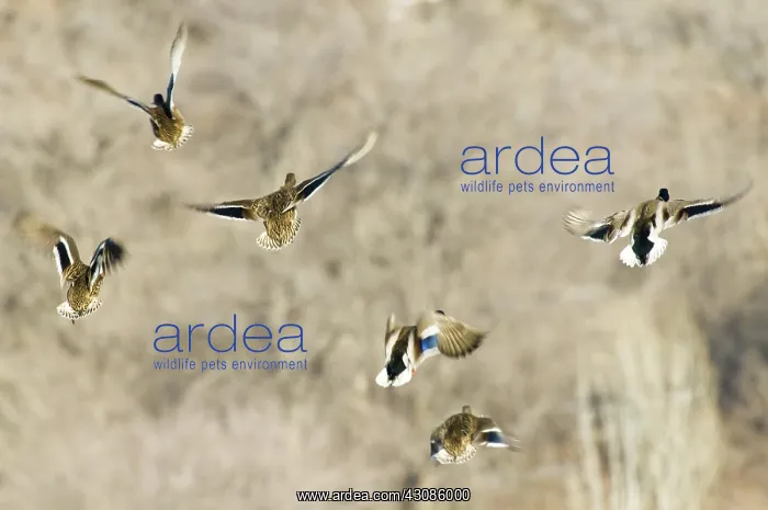 : Mallards Taking Off : Mallards Taking Off