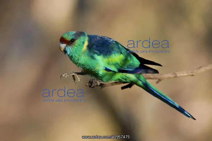 : Mallee Ringneck / Australian Ringneck / Barnard's Parrot : Mallee Ringneck / Australian Ringneck / Barnard's Parrot