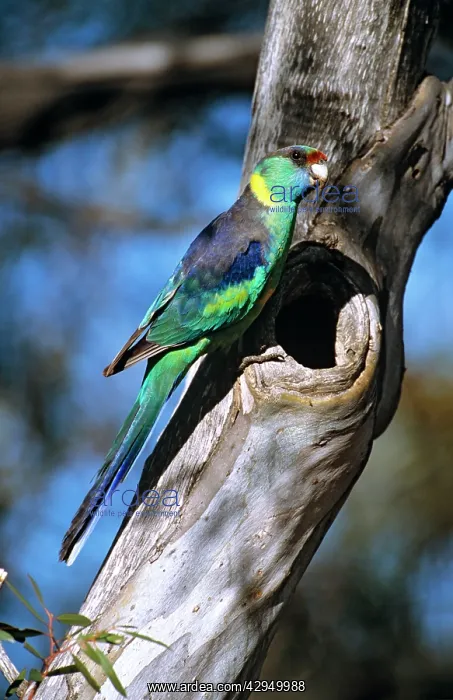 : Mallee ringneck - male at tree cavity (site of nest) : Mallee ringneck - male at tree cavity (site of nest)