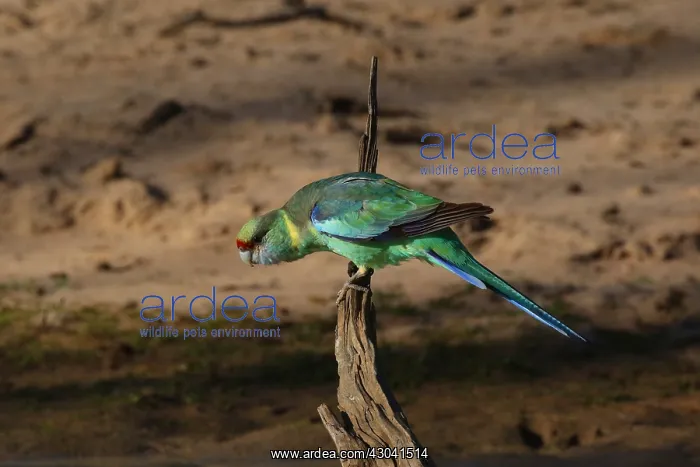 : Mallee ringneck parrot : Mallee ringneck parrot