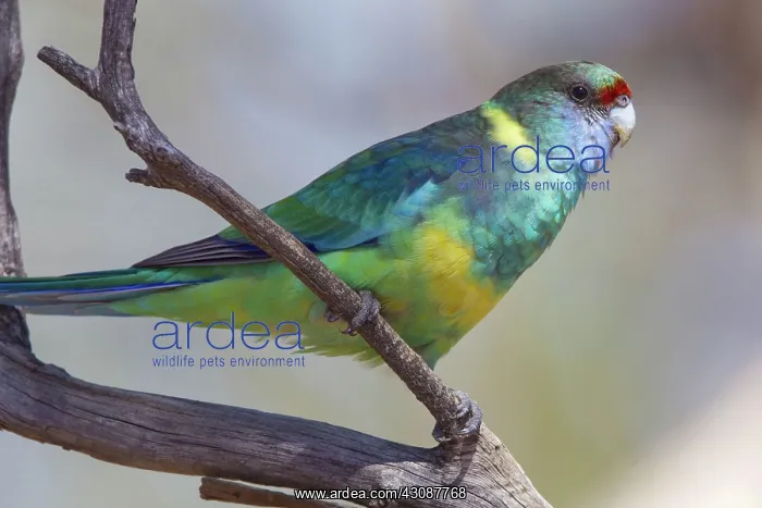 : Mallee Ringneck Parrot : Mallee Ringneck Parrot