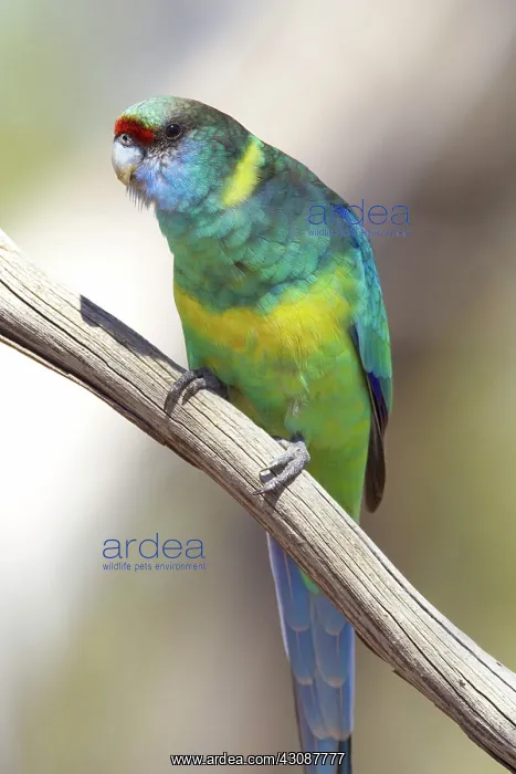 : Mallee Ringneck Parrot : Mallee Ringneck Parrot