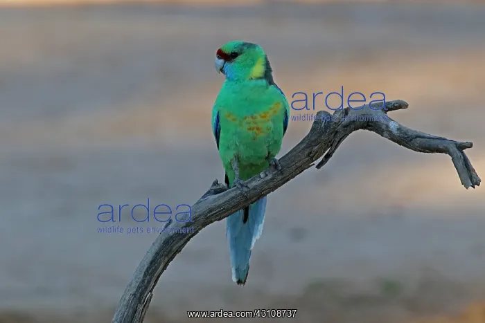 : Mallee ringneck parrot : Mallee ringneck parrot