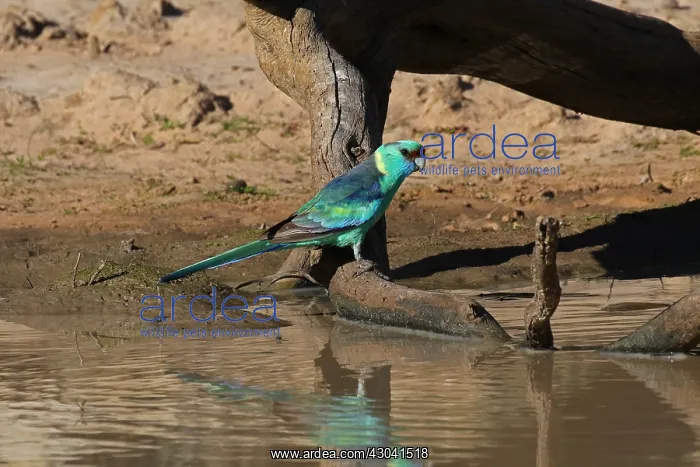 : Mallee ringneck parrot female at waterhole : Mallee ringneck parrot female at waterhole