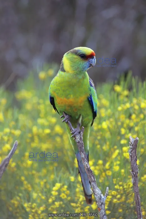 : Mallee Ringneck Parrot - Live in scrub country : Mallee Ringneck Parrot - Live in scrub country