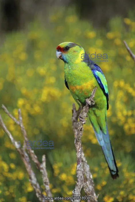 : Mallee Ringneck - Robust parrots, live in scrub country : Mallee Ringneck - Robust parrots, live in scrub country