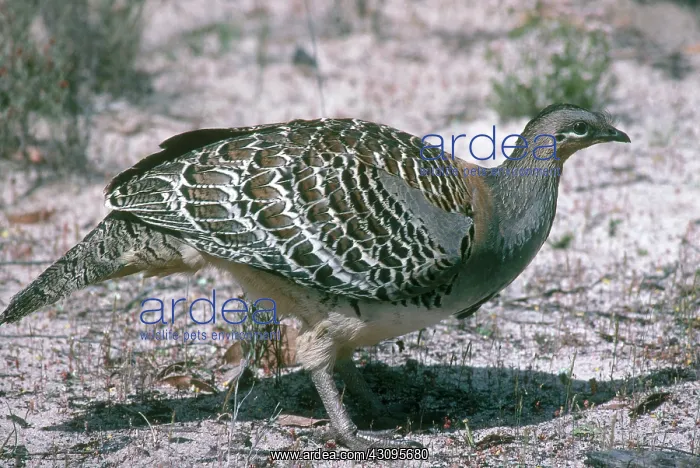 : Malleefowl : Malleefowl