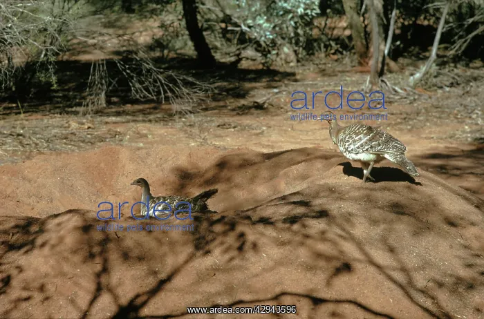 : Malleefowl (Leipoa ocellata) male and female on : Malleefowl (Leipoa ocellata) male and female on
