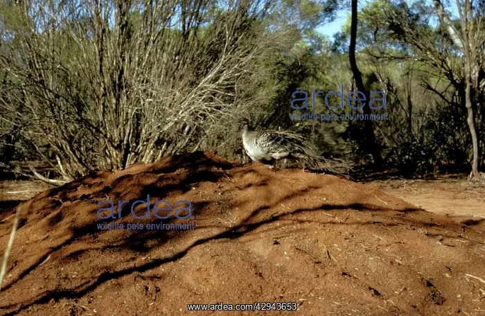 : Malleefowl (Leipoa ocellata) on mound. Western : Malleefowl (Leipoa ocellata) on mound. Western